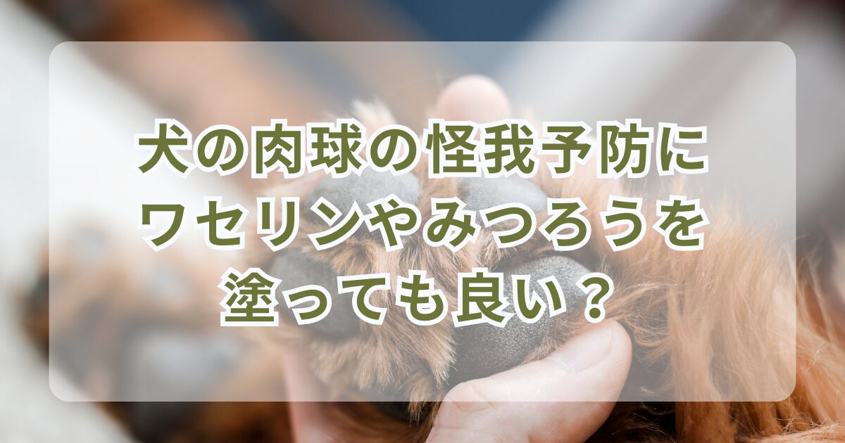 犬の肉球の怪我予防にワセリンやみつろうを塗っても良い？ひび割れ防止におすすめの保湿グッズ