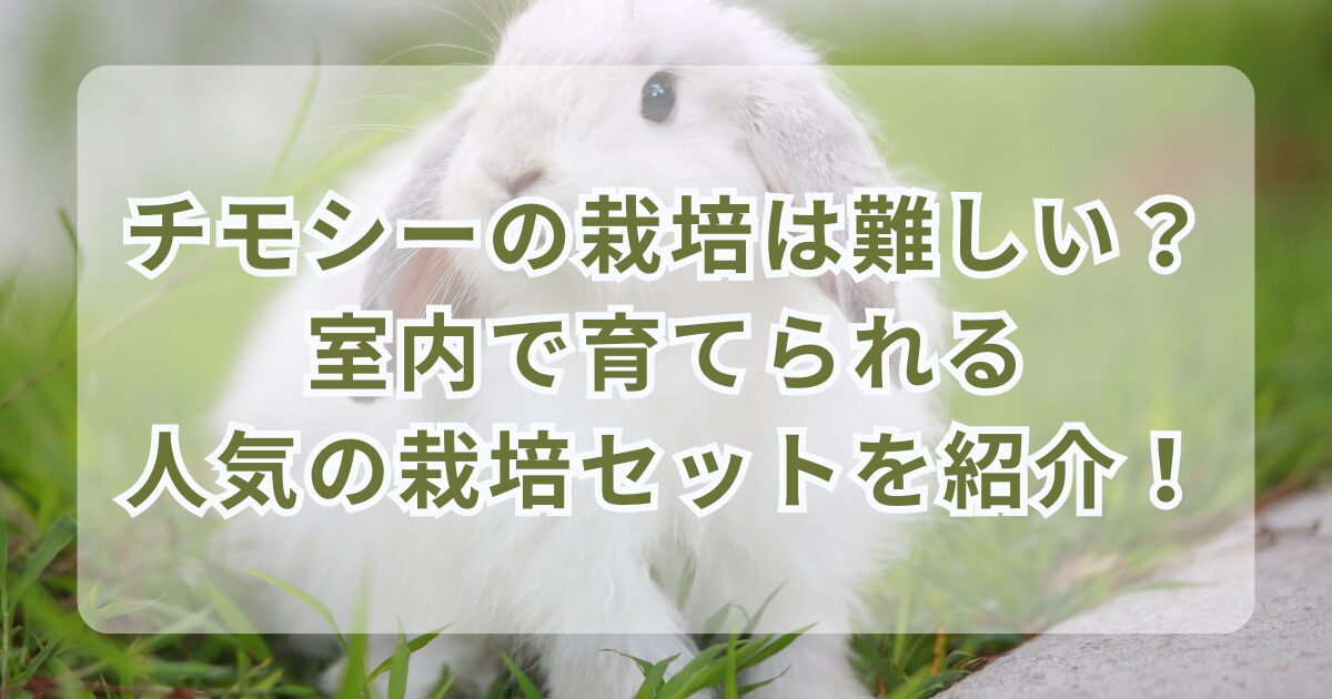 チモシーの栽培は難しい？室内で育てられる人気の栽培セットを紹介！