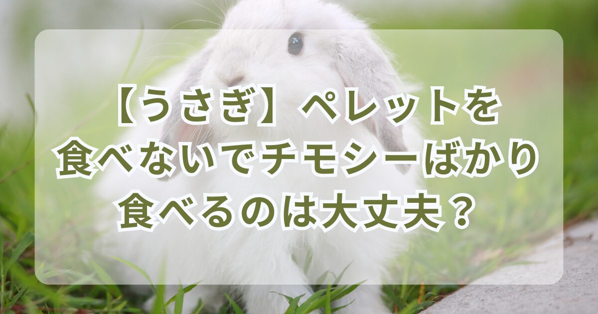 【うさぎ】ペレットを食べないでチモシーばかり食べるのは大丈夫？